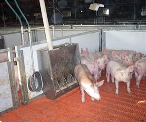 _0002_SDC15065 (Large)