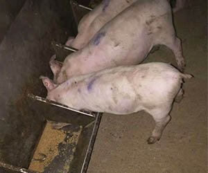 _0000_微信图片_20190405105409