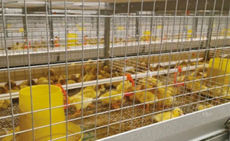 Meat Duck Farm Project