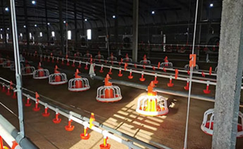 Ground Feeding Project