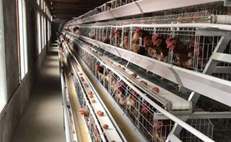 Laying Hens Farm Project