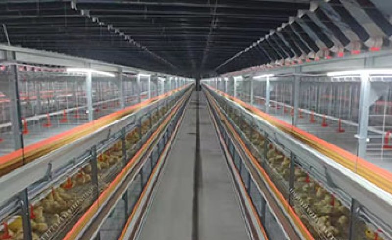 Chicken Cage Project