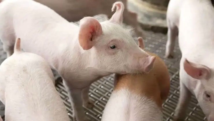 Purebred Breeding Of Pigs