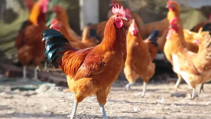 Methods Of Seed Selection Of Layer