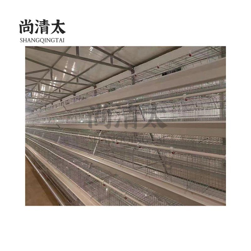 A Type Automatic Cage System For Laying Hens