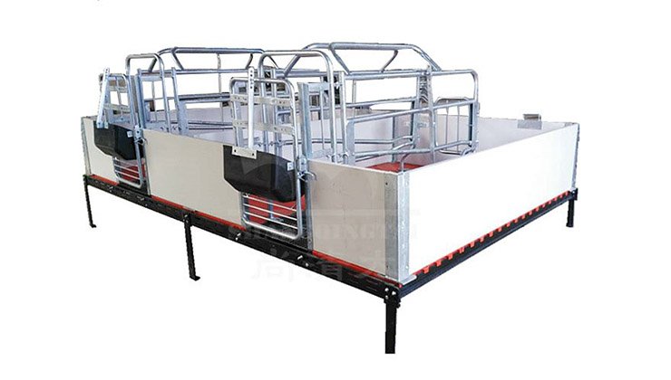 Raising and management of breeding boars