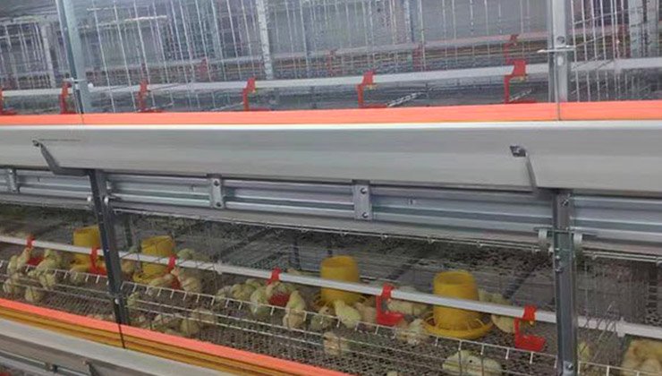 Identification of male and female in the anus of newborn chicks