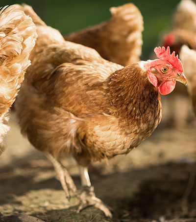 Poultry Farm Equipment